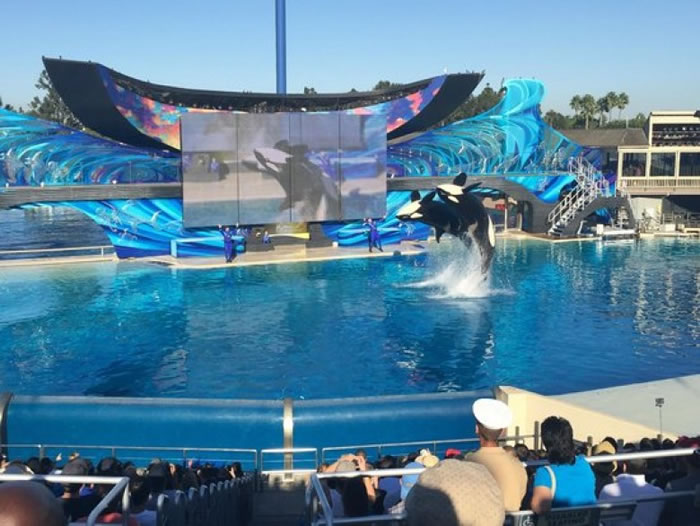 加州圣迭戈海洋世界上演最后一场杀人鲸表演节目。