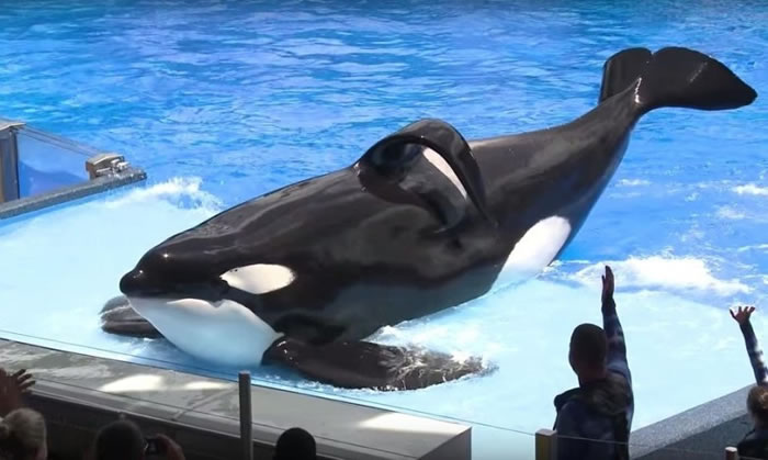 奥兰多海洋世界的杀人鲸表演