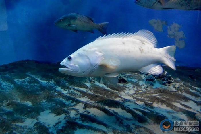屏东海生馆曾出现白化突变的「珍珠龙胆石斑」。(资料图/屏东海生馆提供)