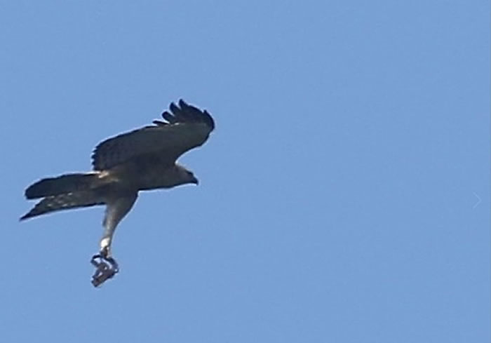 台湾大雪山熊鹰抓到猎物霸气展翅高飞?原来是