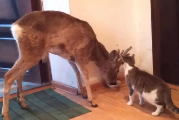 ����˹è���ڼ���Է� ��������Ұ¹��ʳ