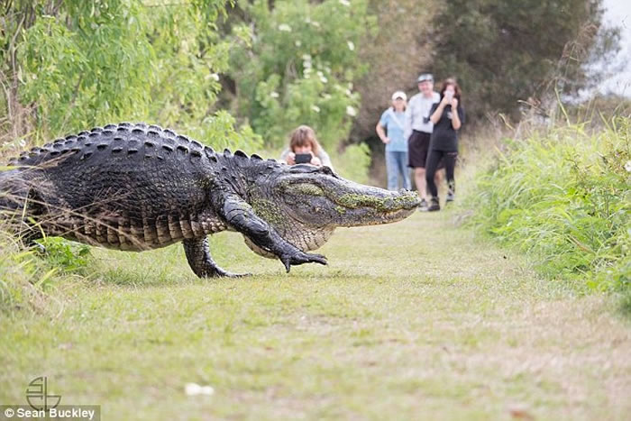 恐龙复活？美国佛罗里达州自然保育区巨大鳄鱼出没吓坏人