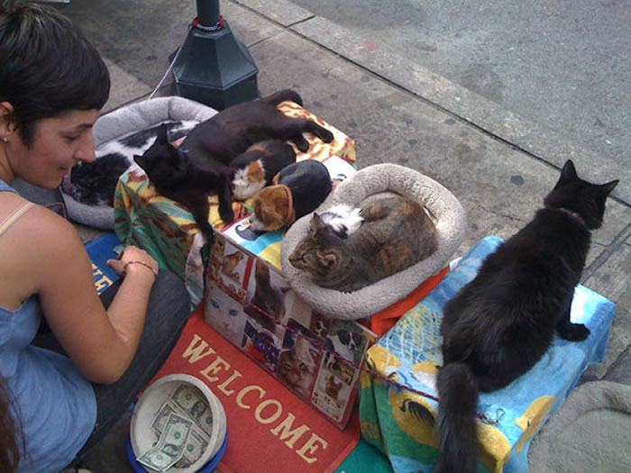 ŦԼҲ���ֹ�è�������¼���������Ű�����