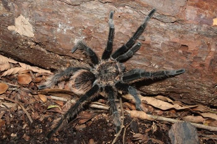 궼˹ë루Brachypelma albopilosum޿ձȺĴ PHOTOGRAPH BY STUART LONGHORN