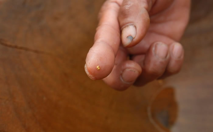 洪水带来的水量,将上游的资源全都冲到下游,金沙含量大增