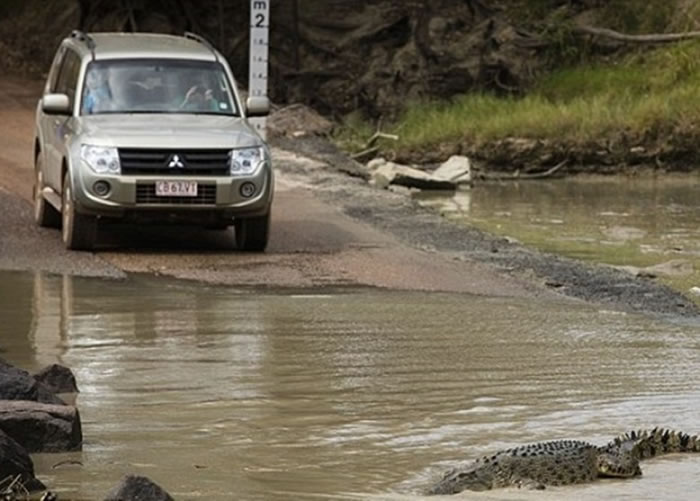 男子徒步横越卡希尔斯渡口(图)时被鳄鱼咬死。
