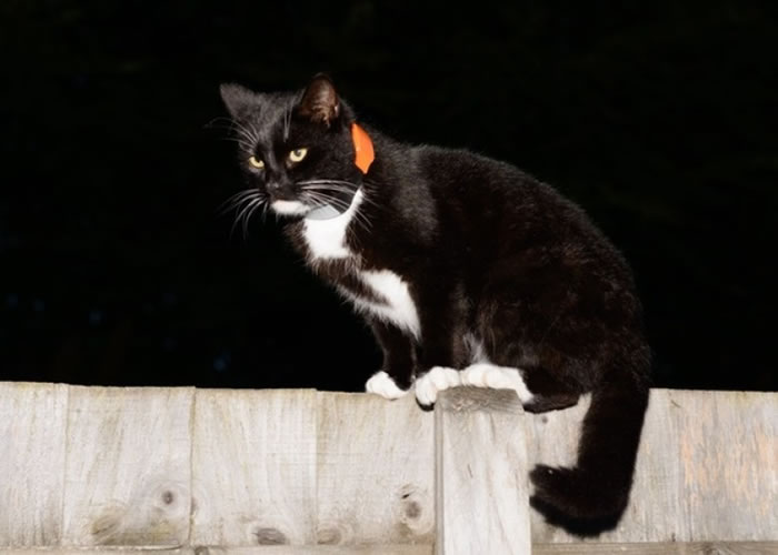 è�����ĺ���λ�����лᷢ���źŵ����ߡ�