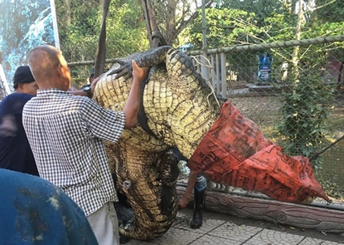 鳄鱼身型非常巨大。