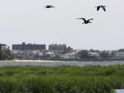 为航空安全 美国纽约巿7年来杀近7万雀鸟 - 神