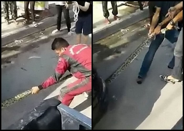 蟒蛇面对人类仍不怯场,双方展开角力。