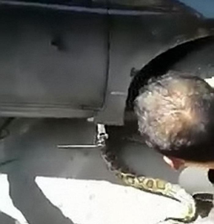 蟒蛇一度爬回车底。