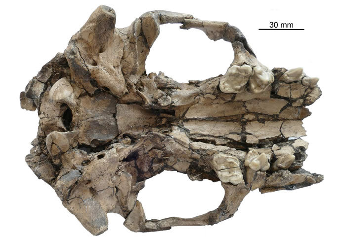 似獾泰国水獭新种头骨颚面观