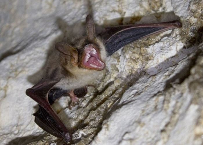 巴西的吸血蝙蝠被人类入侵栖息地。