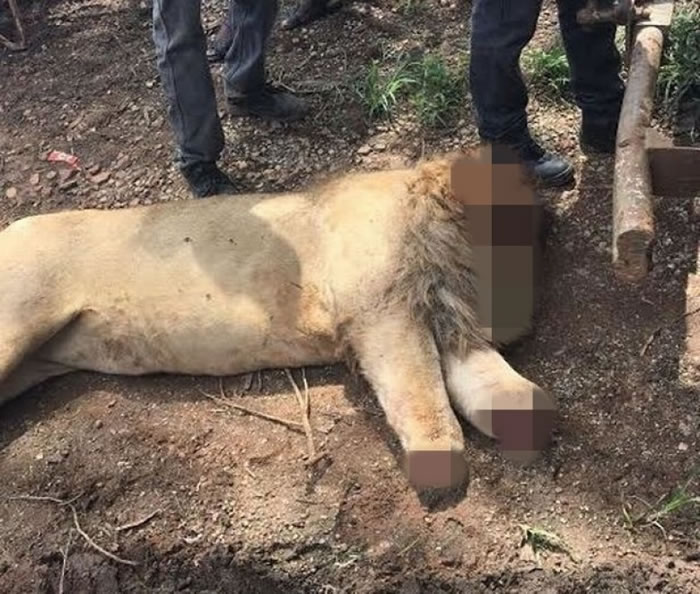 狮子在被毒杀后再被分割。