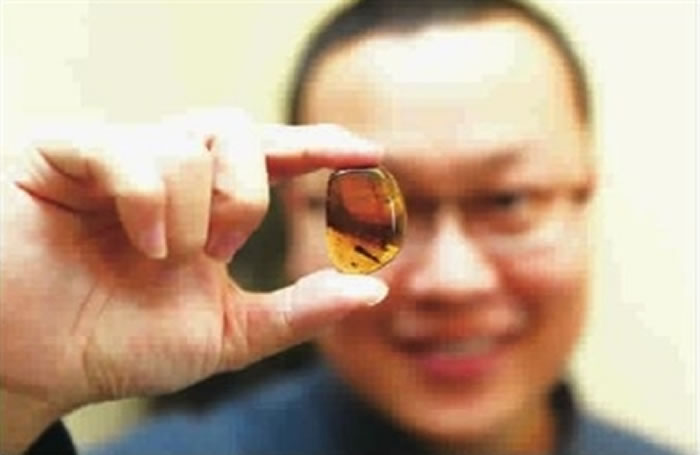 邢立达和他发现的带有琥珀尾巴的琥珀