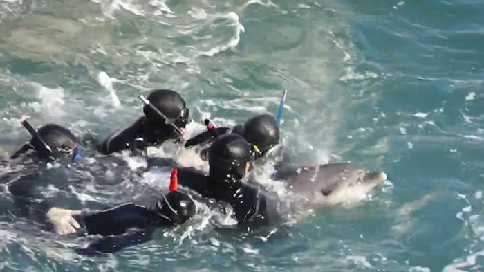 日本渔民在和歌山县太地町捕小海豚卖给水族馆 海豚妈妈试图救子