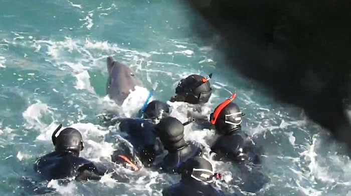 日本渔民在和歌山县太地町捕小海豚卖给水族馆 海豚妈妈试图救子