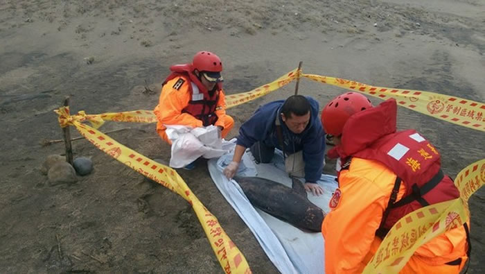 台湾老梅沙滩年幼露脊鼠海豚搁浅死亡