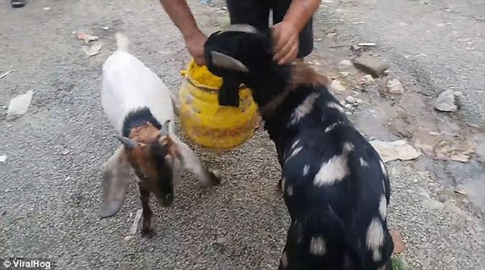 ������˼���Ჴ����ֻɽ��ͬ��һ�����ӿ�ͷ