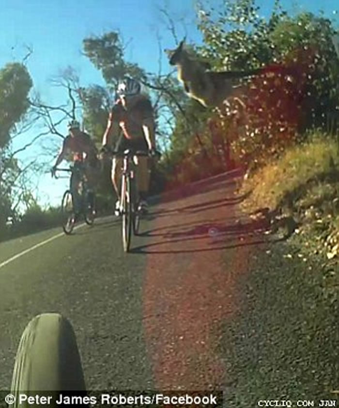 澳洲袋鼠突然跳出公路险些撞到单车手