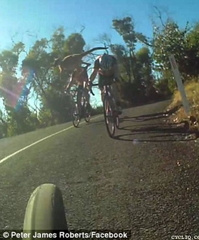 澳洲袋鼠突然跳出公路险些撞到单车手