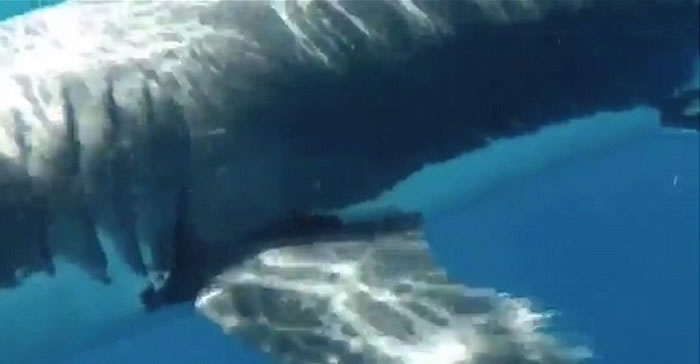 大白鲨不断在船只旁边穿梭。