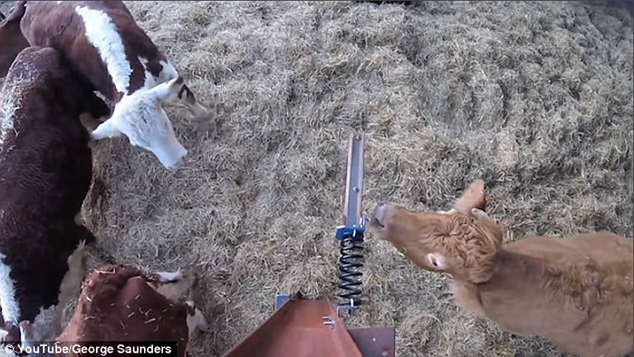 Ӣ��ũ�������ۡ�ţ��ǽ���ҵ������������������ˡ�ץ��