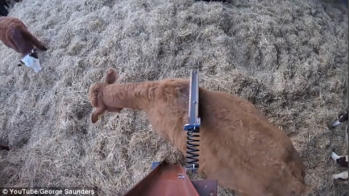 Ӣ��ũ�������ۡ�ţ��ǽ���ҵ������������������ˡ�ץ��