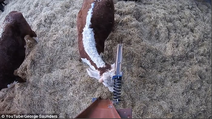 Ӣ��ũ�������ۡ�ţ��ǽ���ҵ������������������ˡ�ץ��