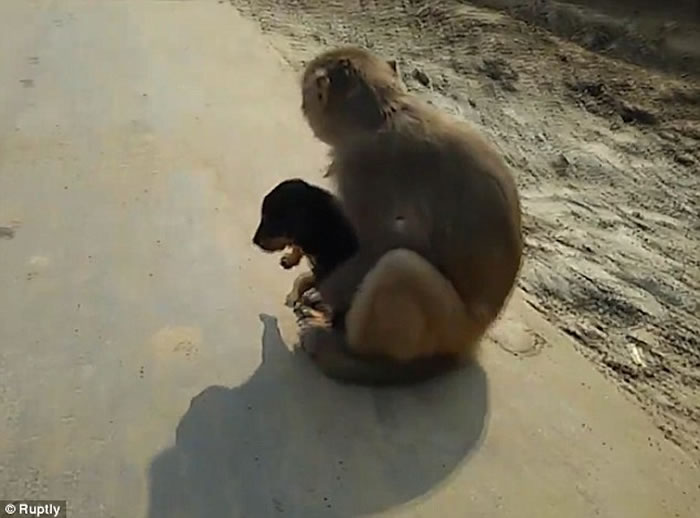 ӡ�ȱ�����⨺��ͷ������Ȯ �����չ��缺��