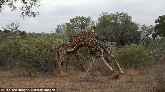南非两只雄性长颈鹿为争夺雌性同伴不惜摆动长颈互相竞争
