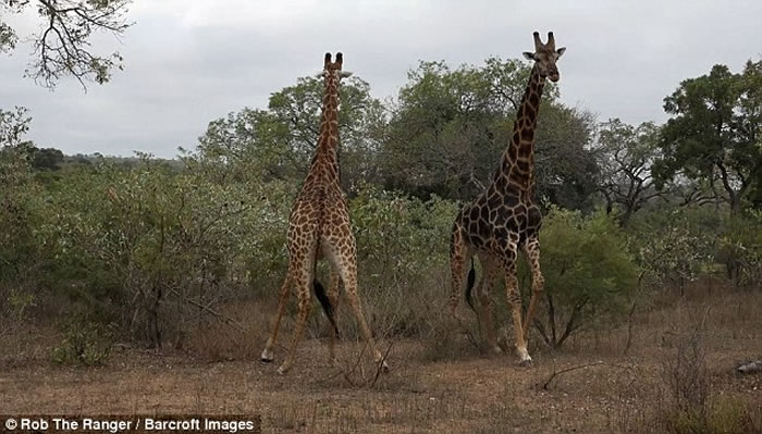 南非两只雄性长颈鹿为争夺雌性同伴不惜摆动长颈互相竞争