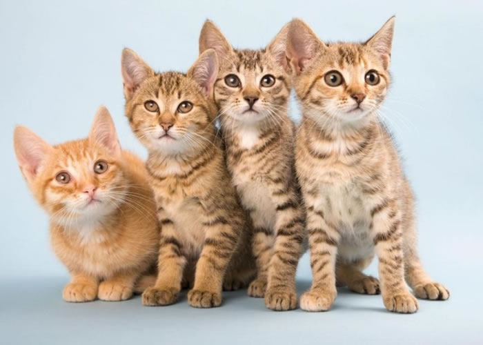 研究指猫砂的寄生虫会损坏人类的脑部。