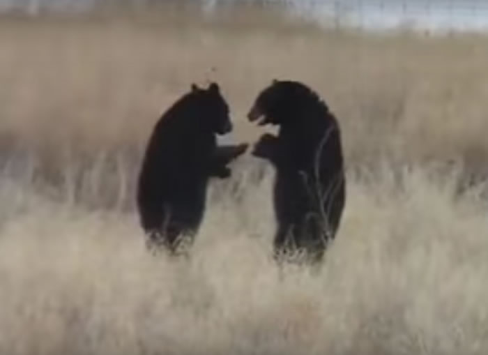 ��Ϸ�ſ�����������17��Ĵ��ܱ�Ұ�Ÿ��˵��ڴ��ԭ�ϱ���