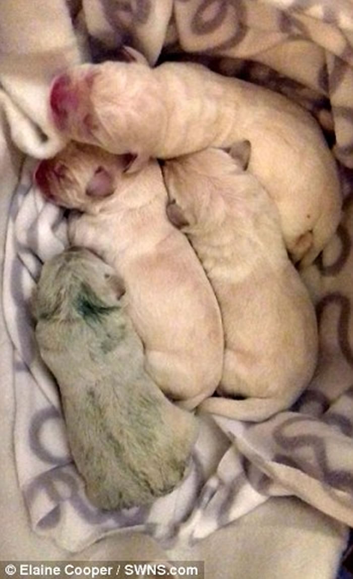 Ӣ�������Ŀ��ɿ���ɫ���������Ȼ����һֻ��ɫС����