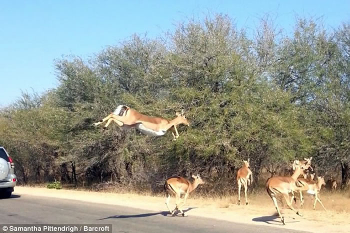 南非克鲁格国家公园被猎豹追杀的羚羊飞越车阵