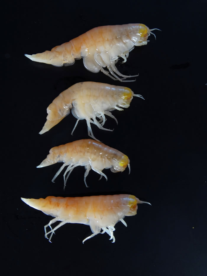 生活在太平洋马里亚纳大海沟中的甲壳类动物黄色短脚双眼钩虾受到严重污染