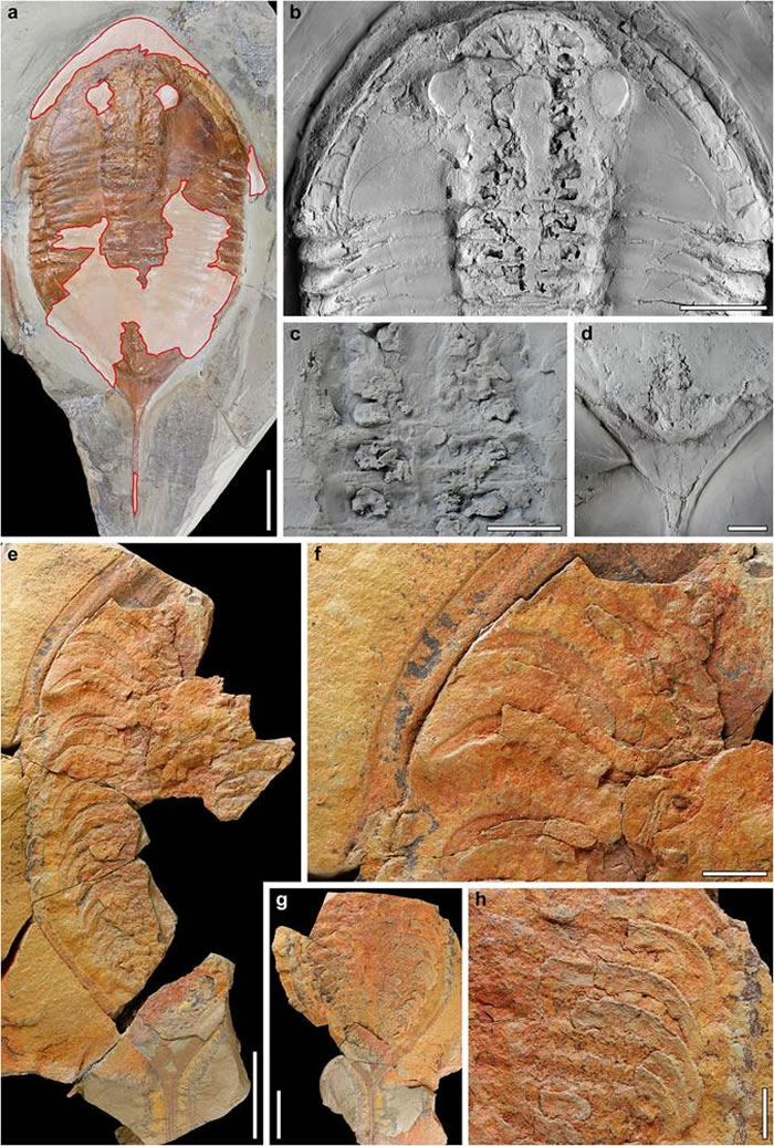 Megistaspis hammondiʯŵżÿѧҿɴǵ״ȶͬʱڵġӡʯ PHOTOGRAPH COURTESY