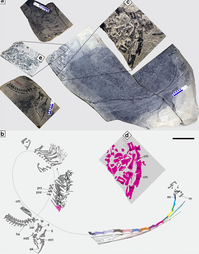 本研究发现的恐头龙化石；放大的部分为胚胎骨骼；比例尺为10厘米