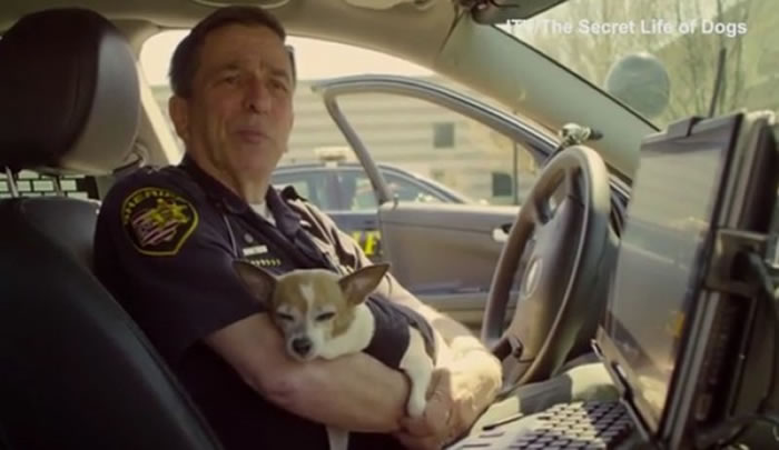 谁说警犬一定高大威猛?美国俄亥俄州世界首只吉娃娃警犬超可爱