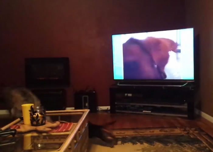 ���ӻ����ڵ���������ǰҧס��ͷǰ��СƤ���ǹ����������ŵö㵽ɳ�����档