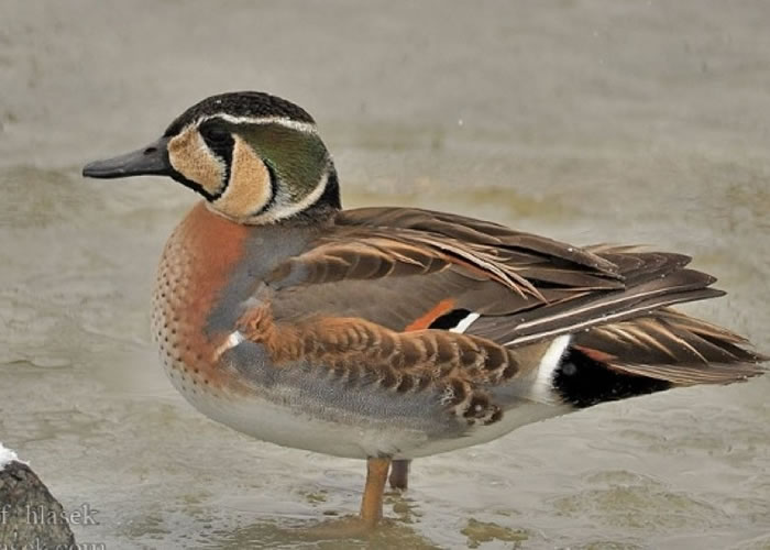 �����а�Ѽʬ����������С�������ͼƬ��