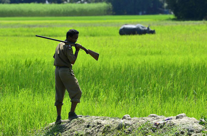 印度加济兰加国家公园为保护野生犀牛可射杀疑似盗猎者