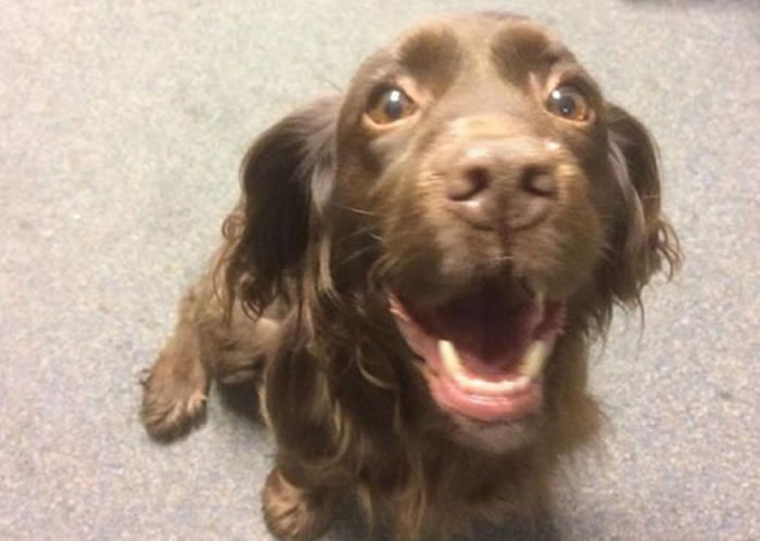 ���ڳ���Ƭ�������������ž۵Ŀɿ���Ȯ��