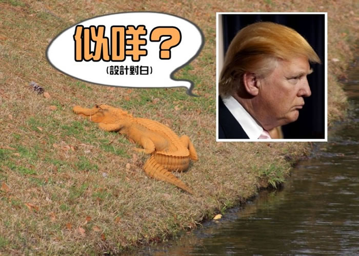 网民戏称鳄鱼为“特朗普大鳄”。