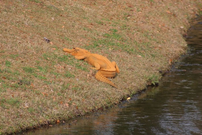 鳄鱼全身皮肤呈现亮橙色。