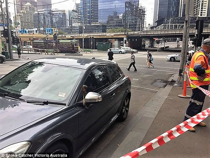 澳洲女司机发现车头挡风玻璃上出现一条蟒蛇