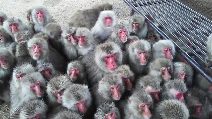 狝猴示意图,非当事狝猴。(图/翻摄自推特/自然动物园お猿の国)