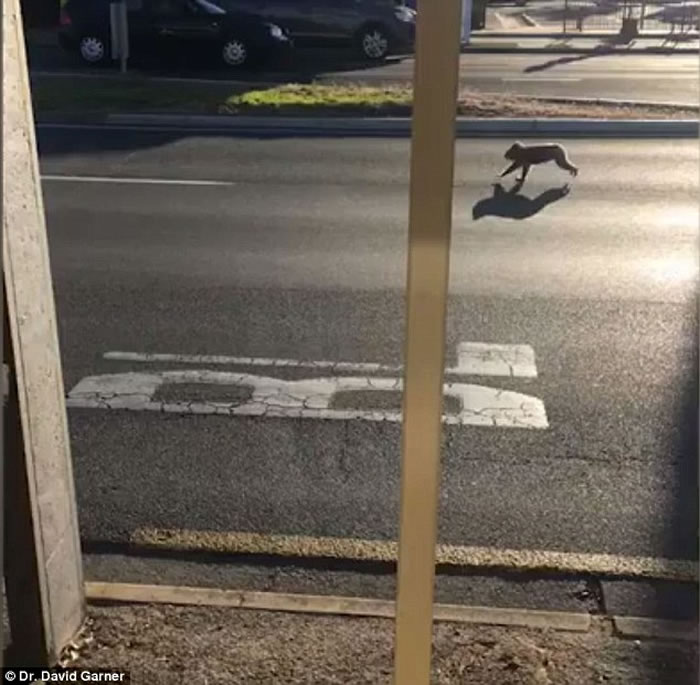 速度与激情?澳洲南部一只树熊在公路中央拔足狂奔