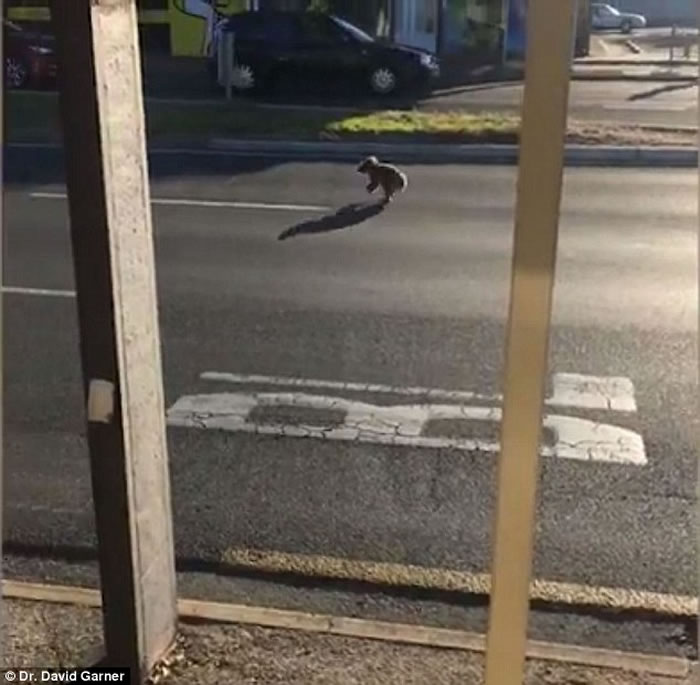 速度与激情?澳洲南部一只树熊在公路中央拔足狂奔